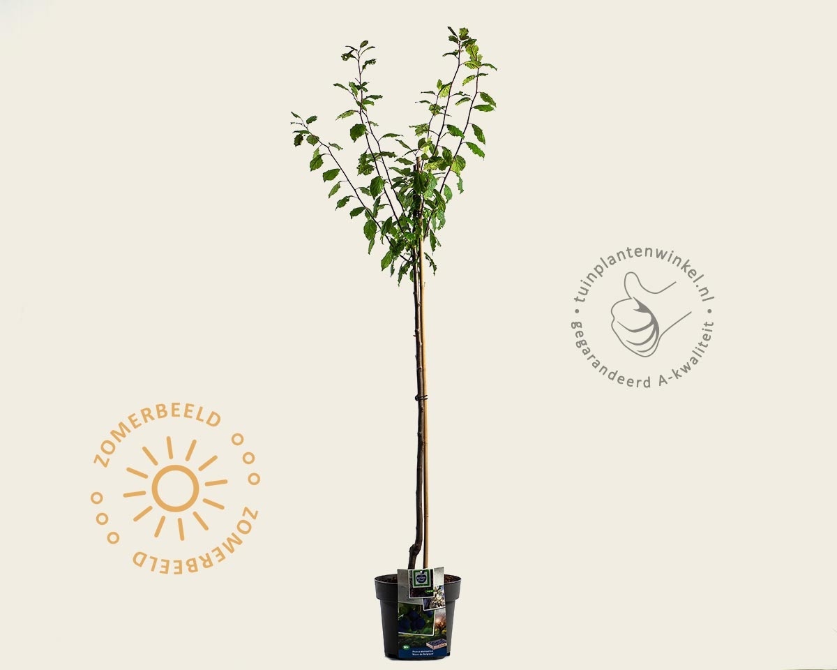 Prunus domestica 'Bleue de Belgique' - halfstam