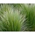 Stipa tenuissima 'Ponytails'