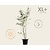 Amelanchier lamarckii - XL+