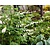 Dicentra spectabilis 'Alba'