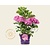 Hydrangea macrophylla 'Forever & Ever' (Roze)
