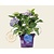 Hydrangea macrophylla 'Forever & Ever' (Blauw)