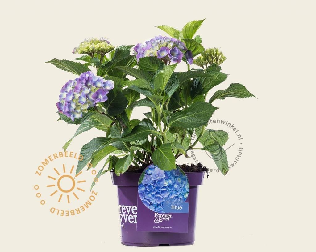 Hydrangea macrophylla 'Forever & Ever' (Blauw)