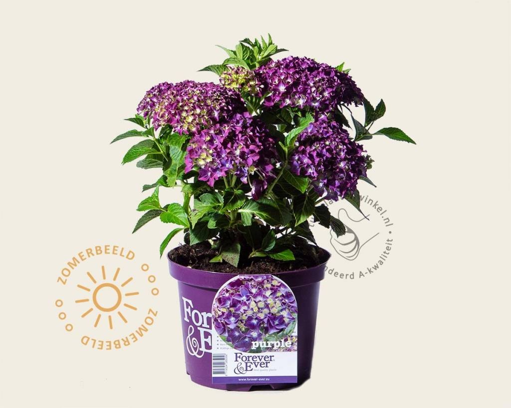 Hydrangea macrophylla 'Forever & Ever' (Paars)