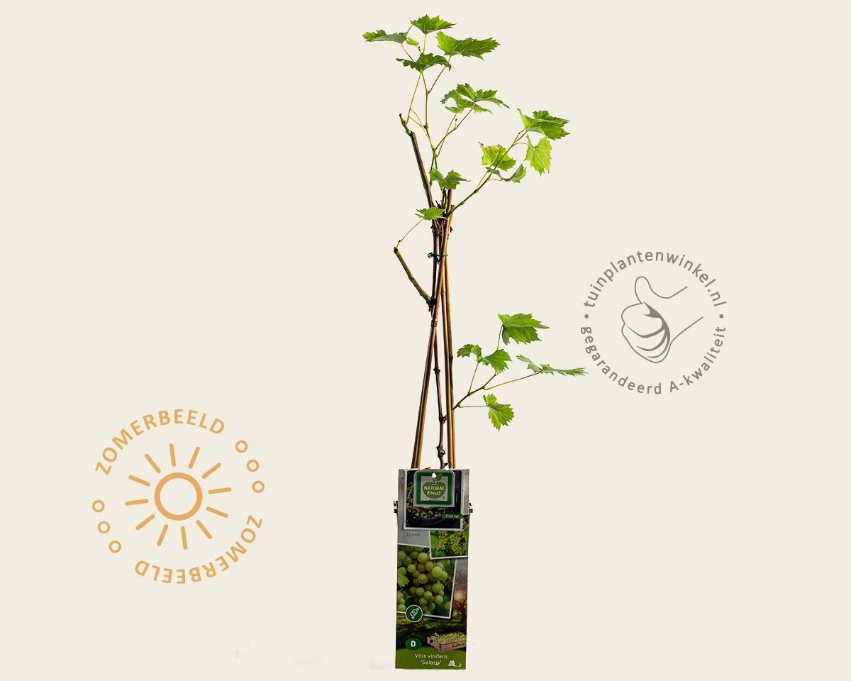 Vitis vinifera 'Solaris'
