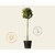 Viburnum tinus 'Eve Price' op stam