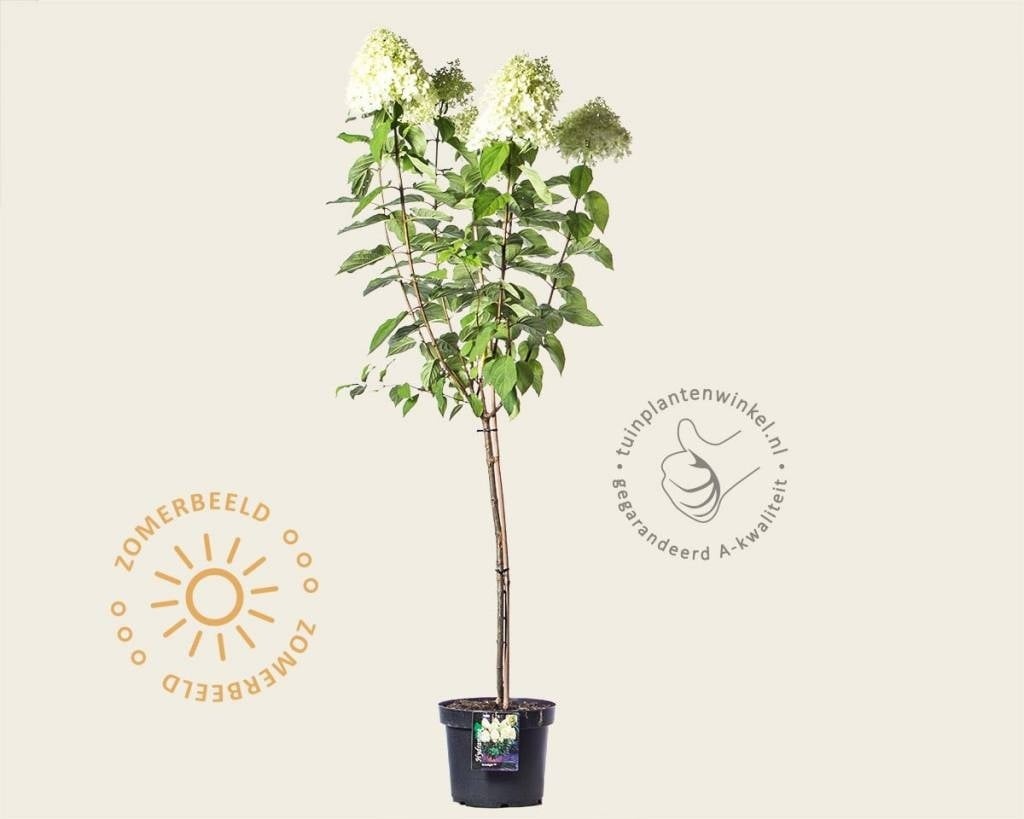 Hydrangea paniculata 'Limelight' - op stam
