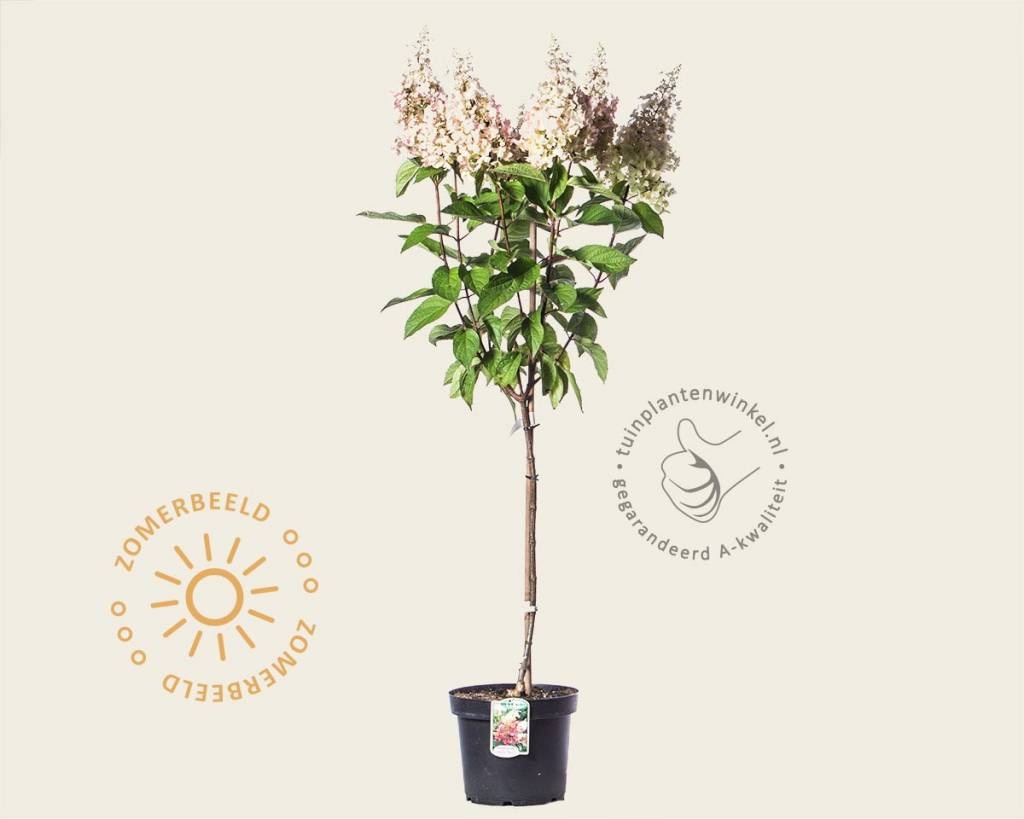 Hydrangea paniculata 'Pinky Winky' - op stam