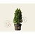 Ilex crenata 'Dark Green' - kegelvorm