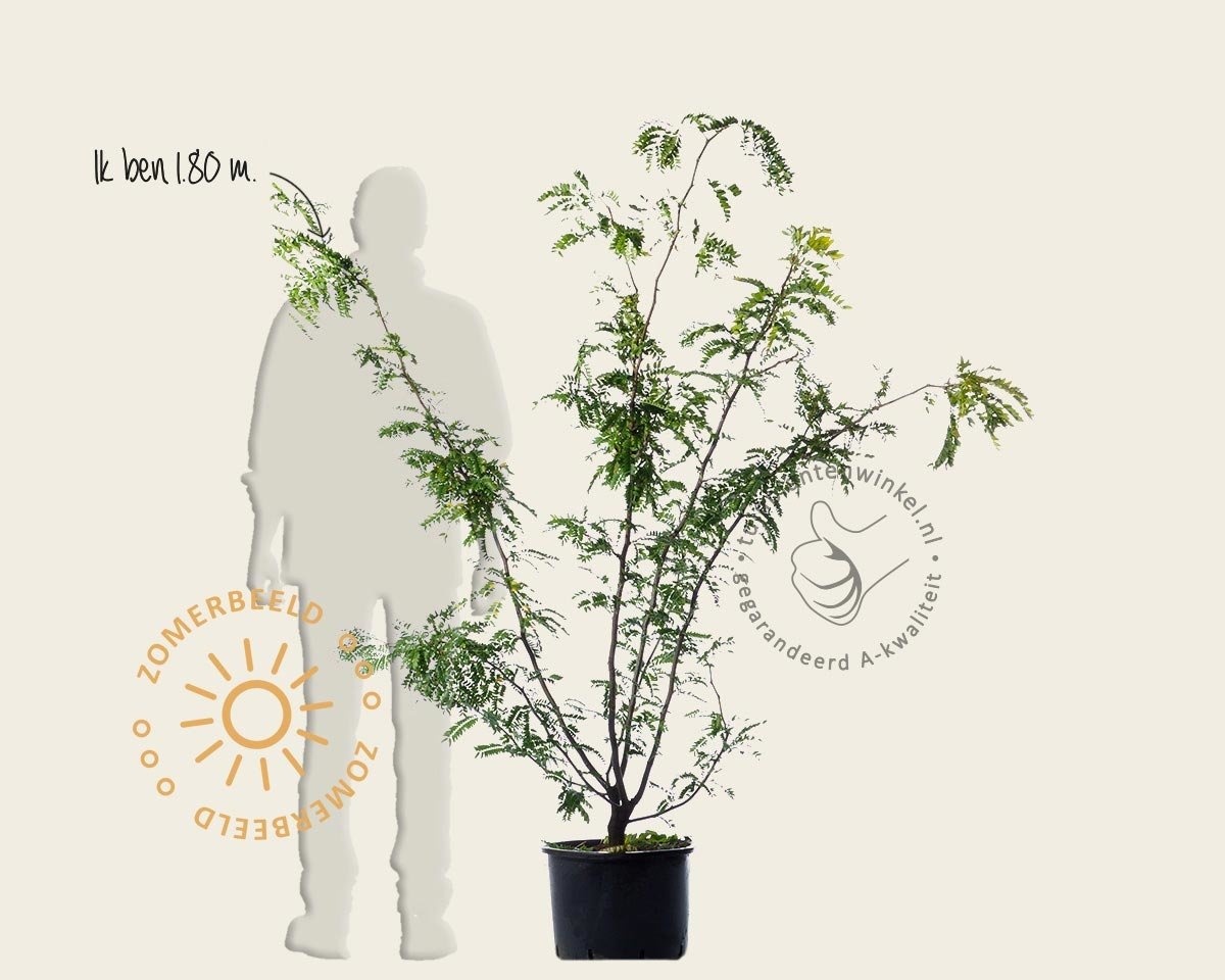 Gleditsia triacanthos 'Sunburst' - meerstammig