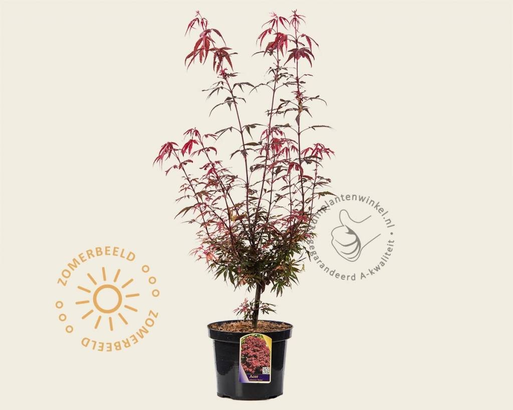 Acer palmatum 'Shaina'