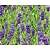 Lavandula angustifolia 'Hidcote'