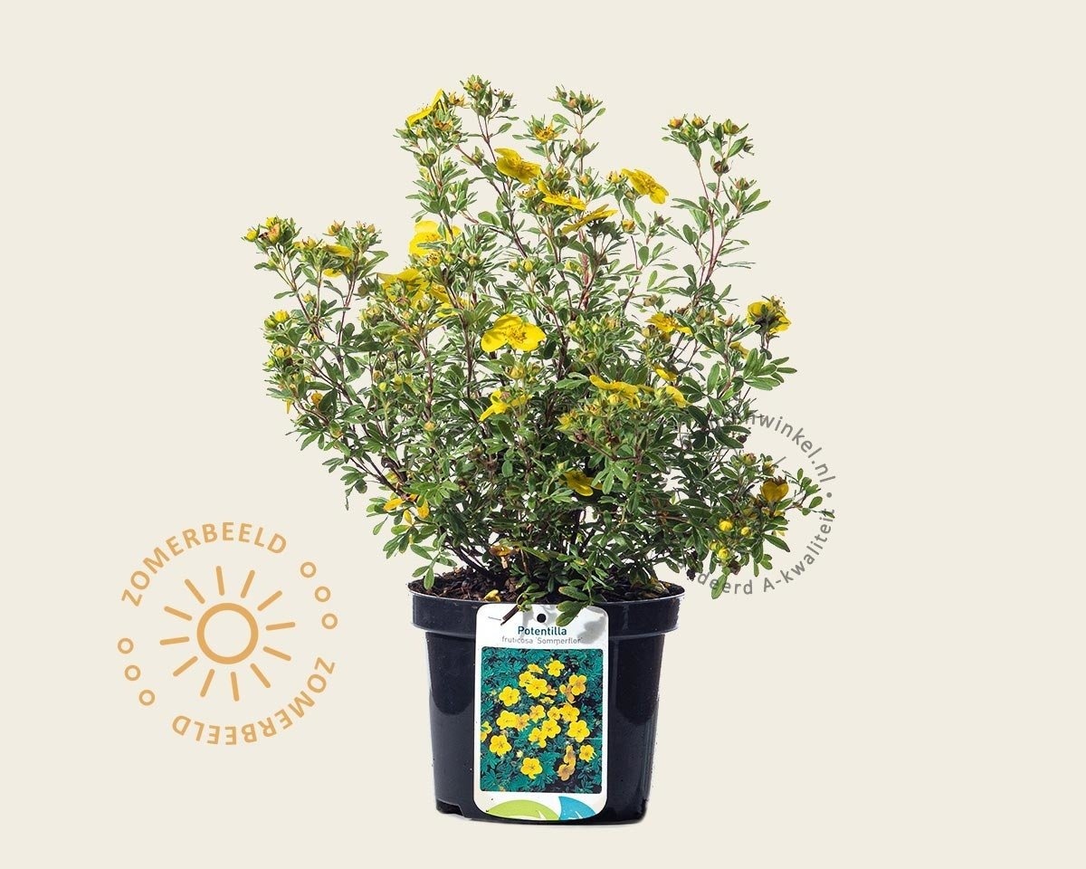 Potentilla fruticosa 'Sommerflor'