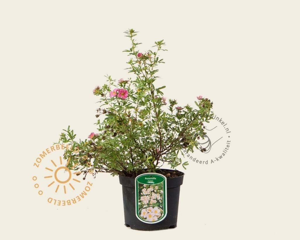 Potentilla fruticosa 'Pink Beauty'