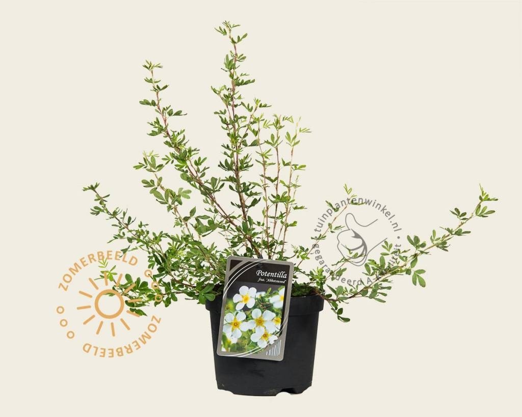 Potentilla fruticosa 'Abbotswood'