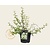 Potentilla fruticosa 'Abbotswood'