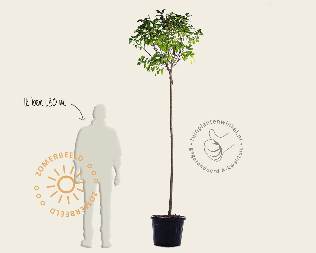 Syringa vulgaris 'Mme Lemoine' - hoogstam