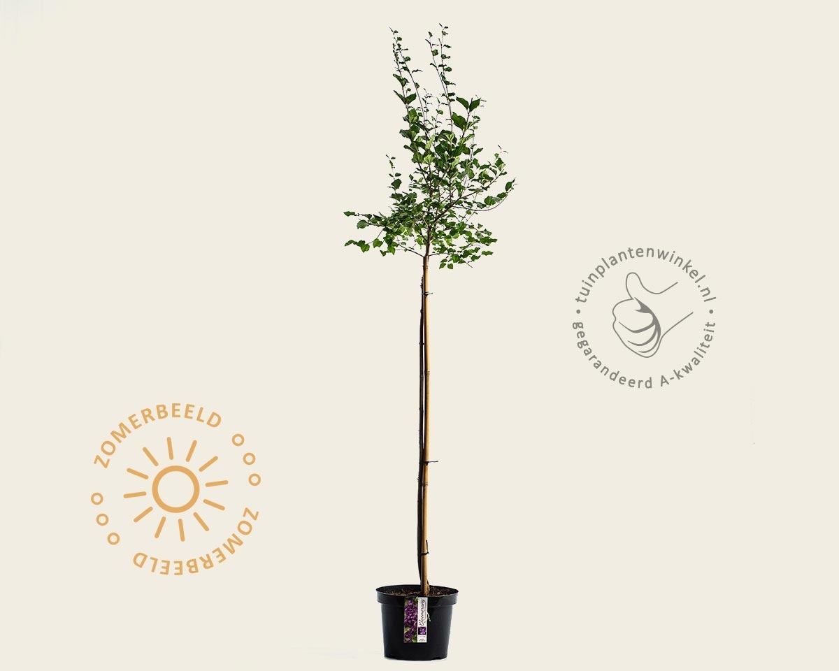 Syringa Bloomerang 'Dark purple' - op stam