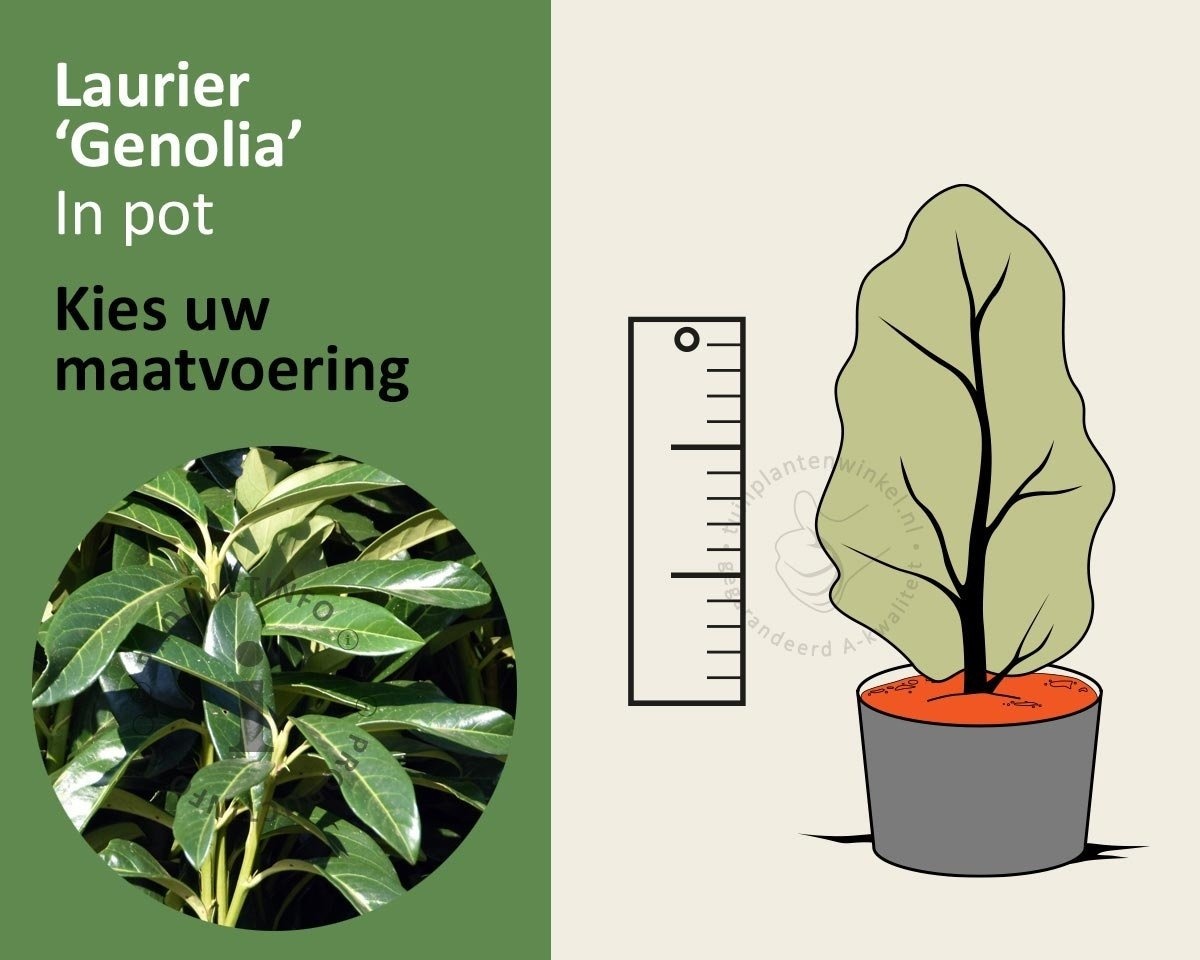 Prunus laurocerasus 'Genolia' - in pot
