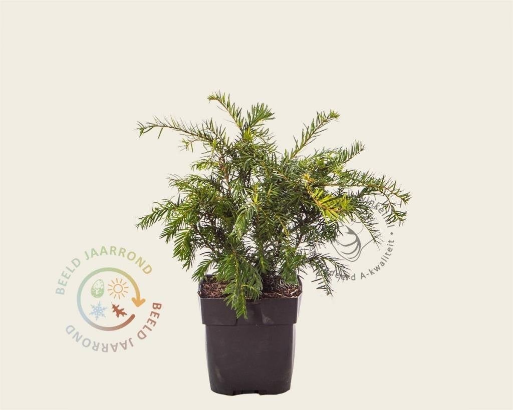 Taxus baccata 'Repandens'