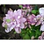 Clematis patens 'Multi Pink'