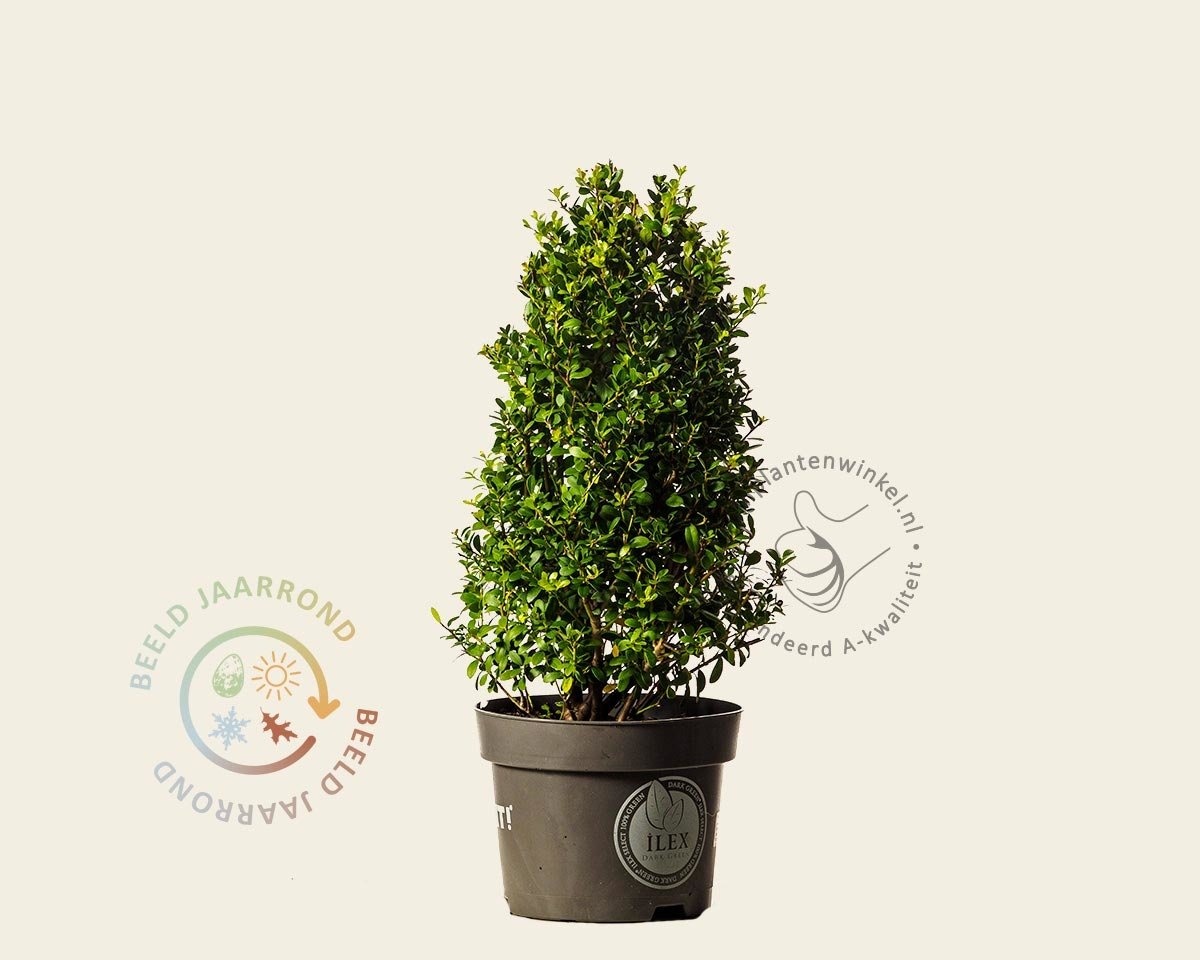 Ilex crenata 'Dark Green' - kegelvorm