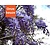 Wisteria sinensis 'Prolific'