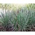 Schizachyrium scoparium 'Standing Ovation'