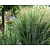 Panicum virgatum 'Northwind'