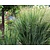 Panicum virgatum 'Northwind'