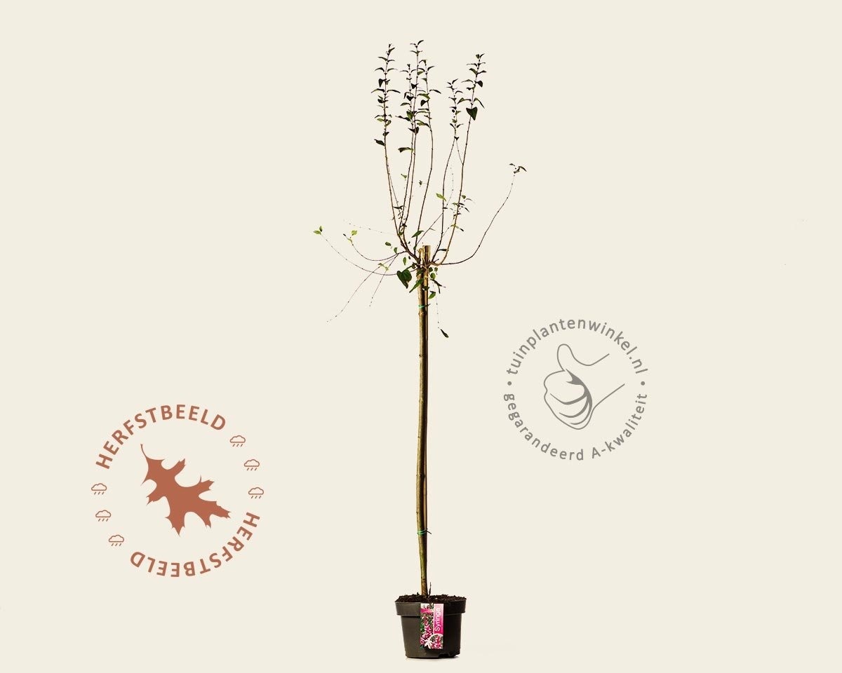 Syringa microphylla 'Superba' - op stam