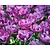 Tulipa 'Blue Diamond'