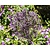Allium christophii
