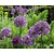 Allium 'Purple Sensation'