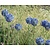 Allium caeruleum