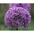 Allium 'Ambassador'