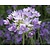 Allium 'Eros'