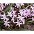 Chionodoxa 'Pink Giant'