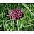 Allium atropurpureum
