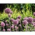Allium 'Summer Drummer'