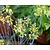 Allium 'Yellow Fantasy'