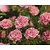 Rosa 'The Fairy'