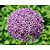 Allium 'Globemaster'
