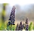 Fritillaria persica