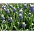 Muscari 'Touch Of Snow'