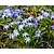Chionodoxa luciliae