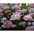 Tulipa 'Angelique'