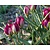 Tulipa 'Persian Pearl'