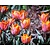 Tulipa 'Prinses Irene'