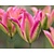 Tulipa viridiflora 'Groenland'